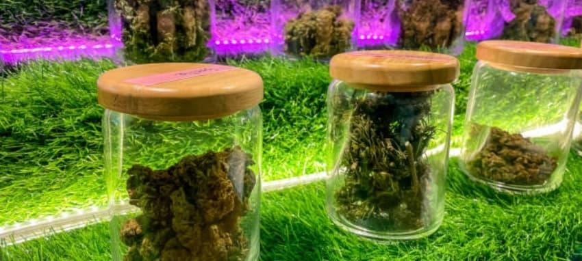 IBvape presenta cigarrillos electronicos sin nicotina y una guia completa para principiantes sobre por qué elegir IBvape para vapear sin nicotina